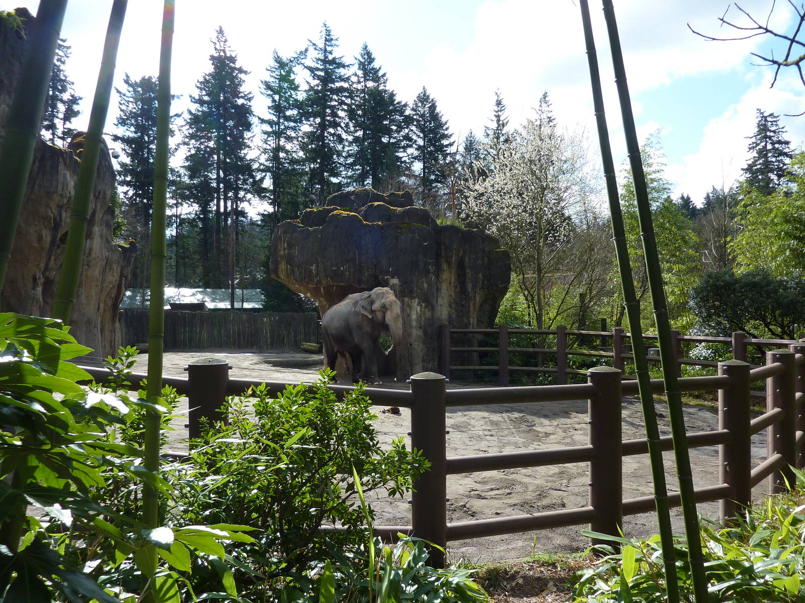Asian Elephant Exhibit