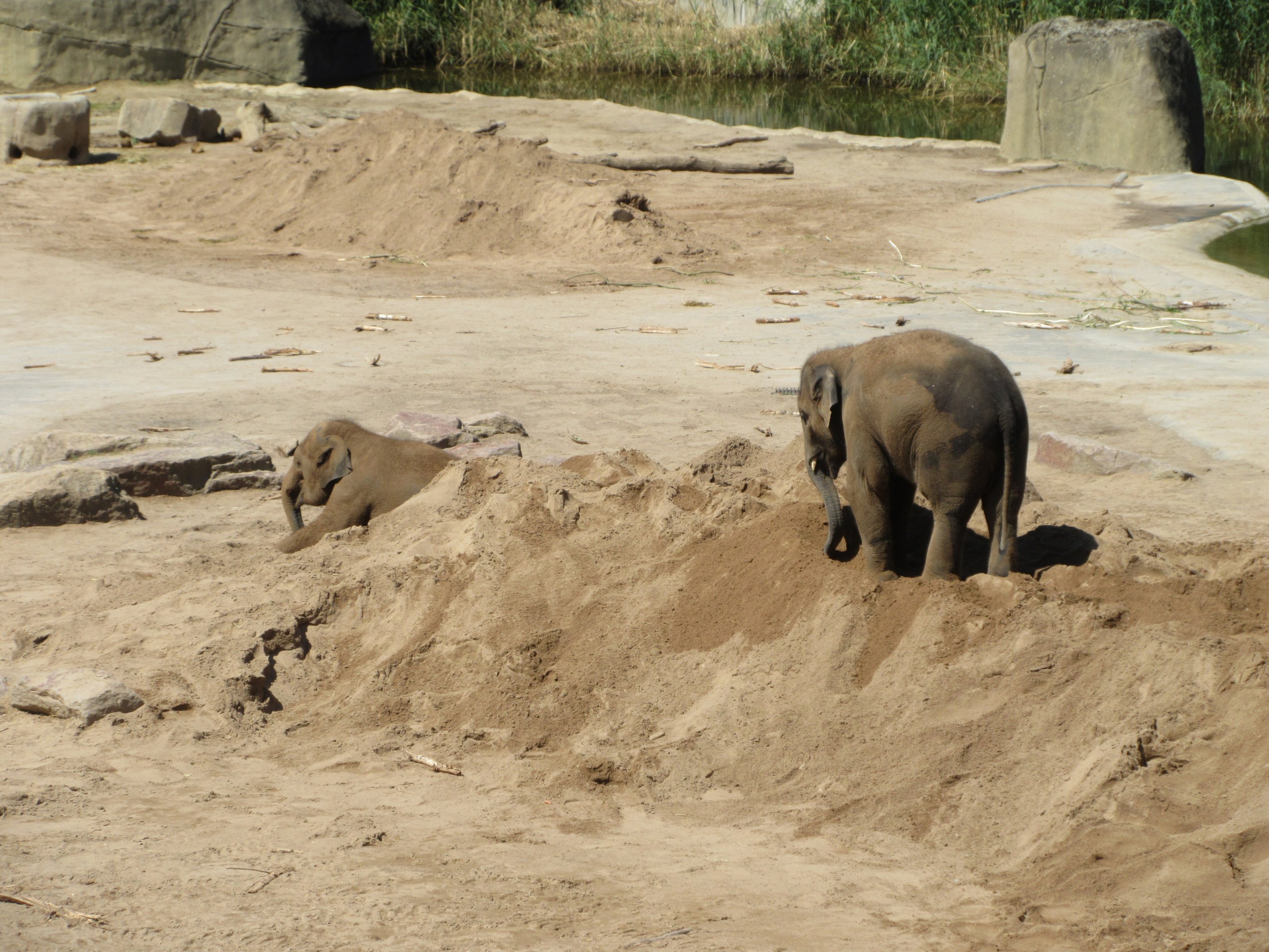 Asian Elephant Exhibits - babies in the sand