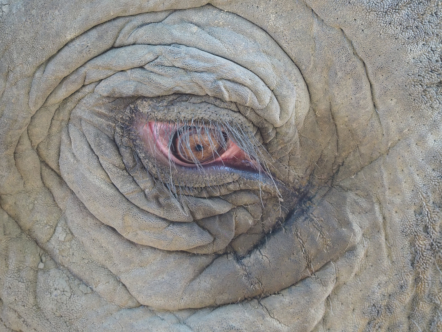 Asian elephant eye (Elephas maximus),, 2022-09-04