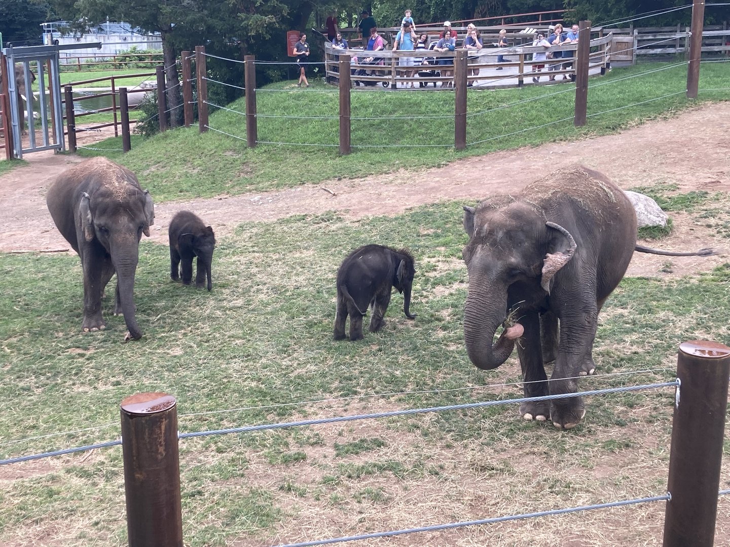 Asian Elephant Family Group with Twins