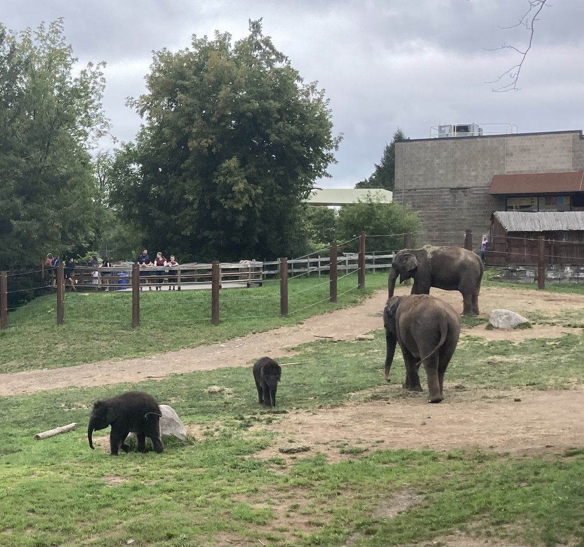 Asian Elephant Family Group with Twins