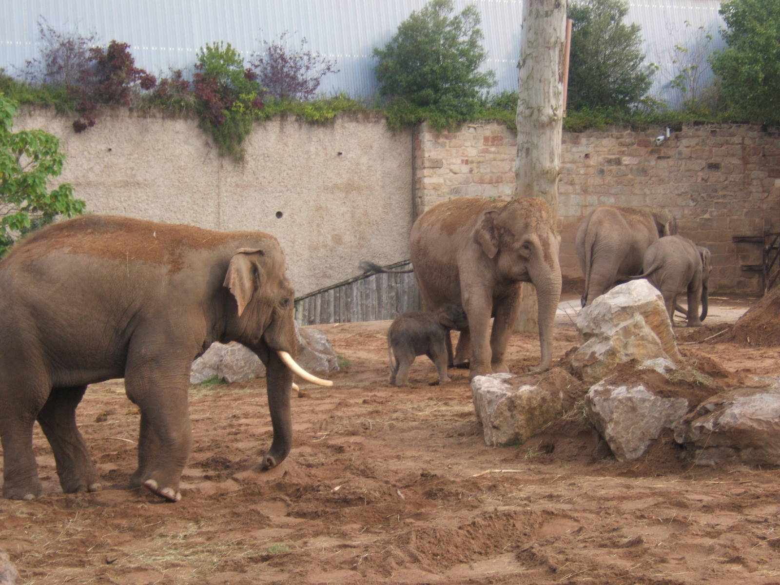 Asian Elephant family