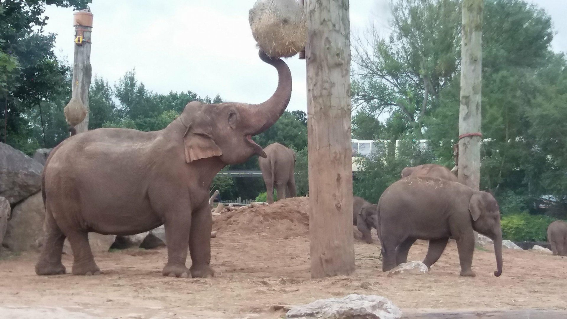 Asian elephant family