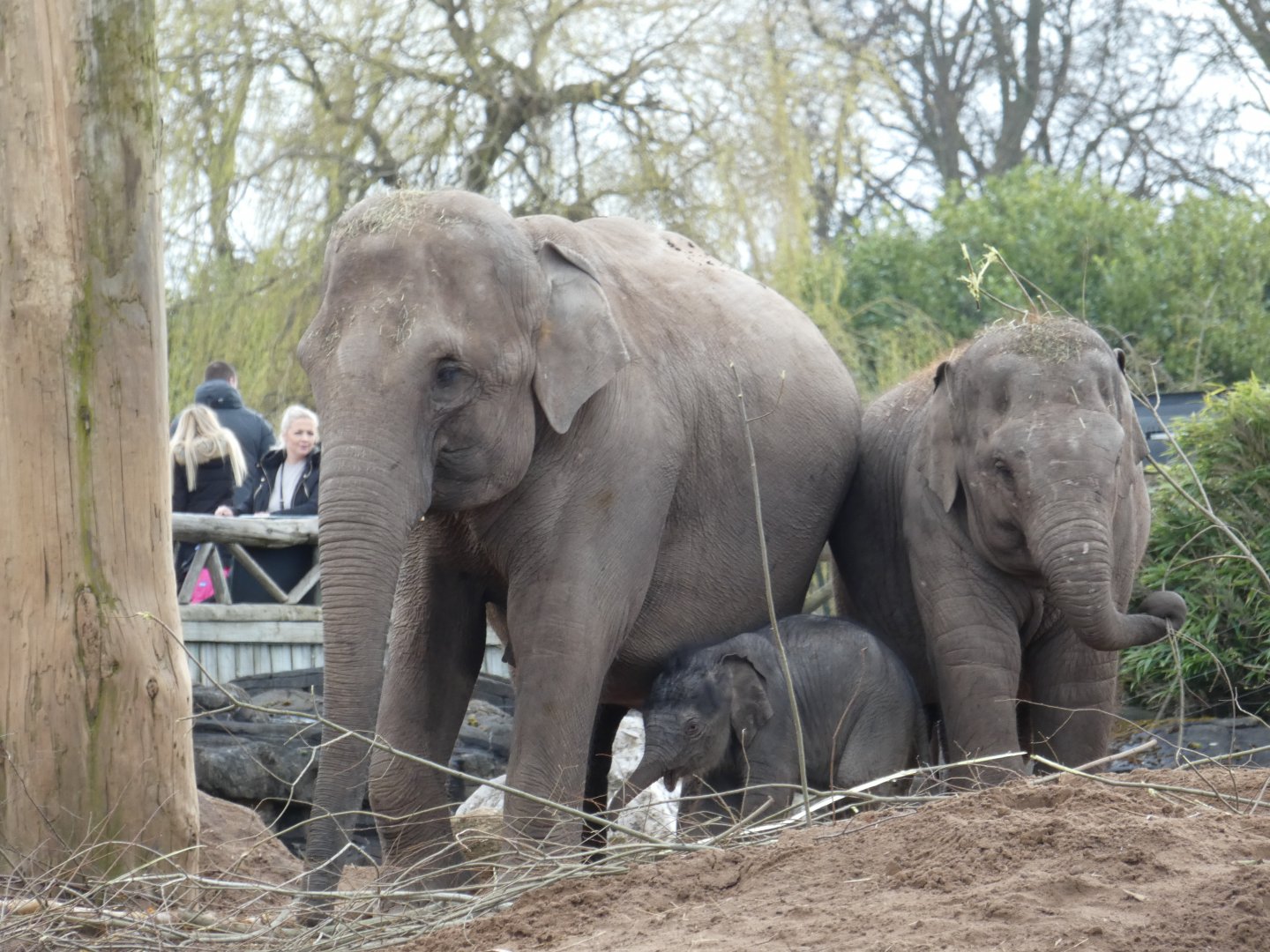 Asian Elephant family