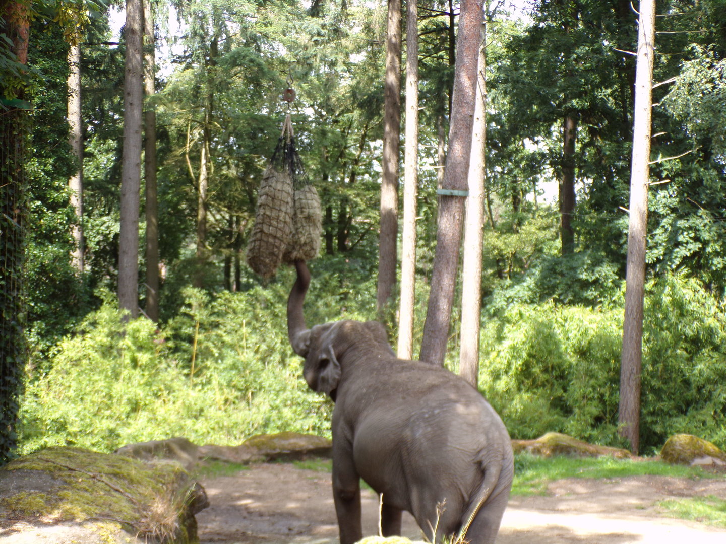 Asian elephant feeding 6.7.23
