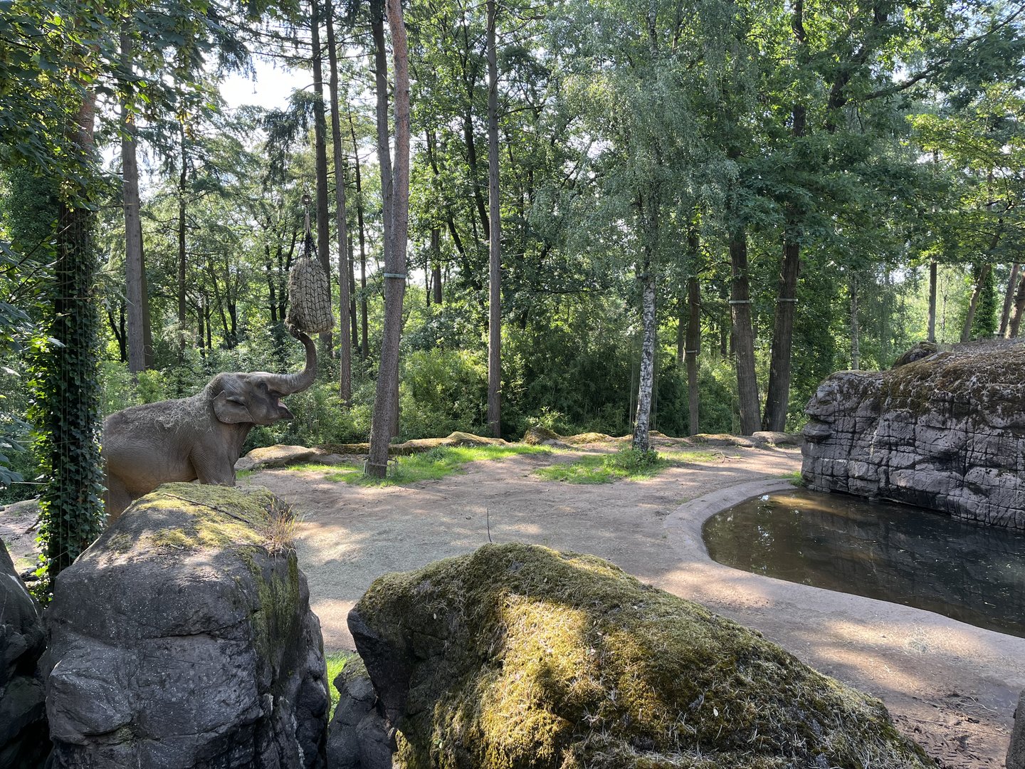 Asian elephant feeding 6.7.23