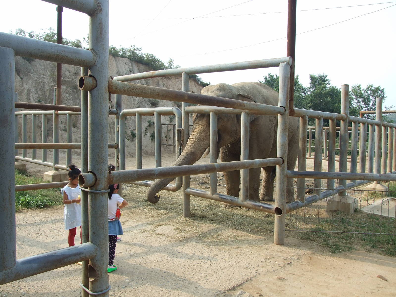 Asian elephant feeding