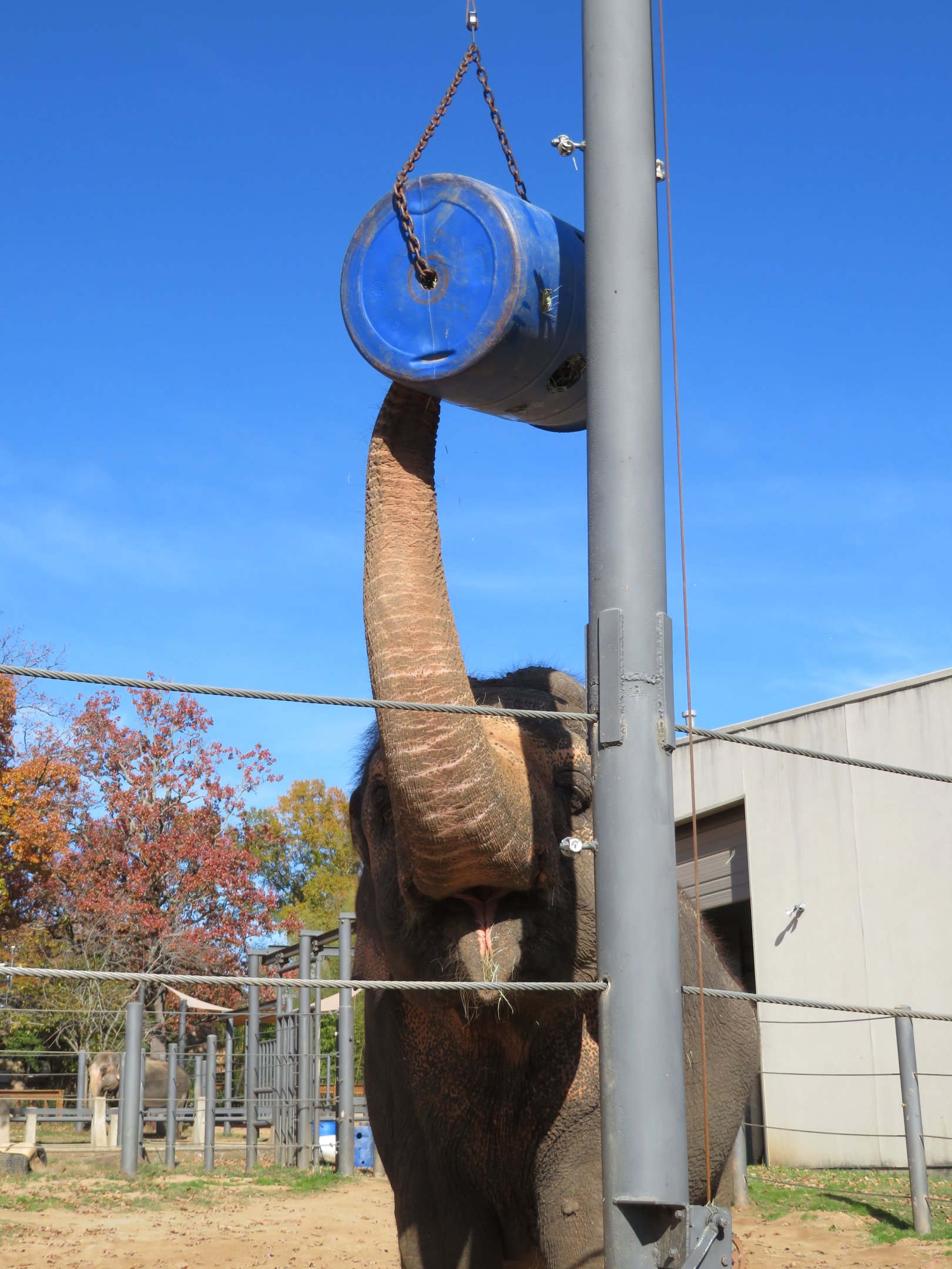 Asian Elephant Feeding