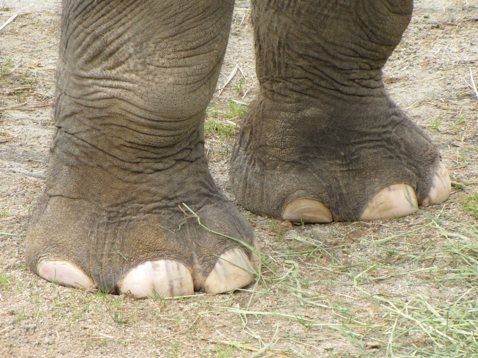 Asian Elephant Feet