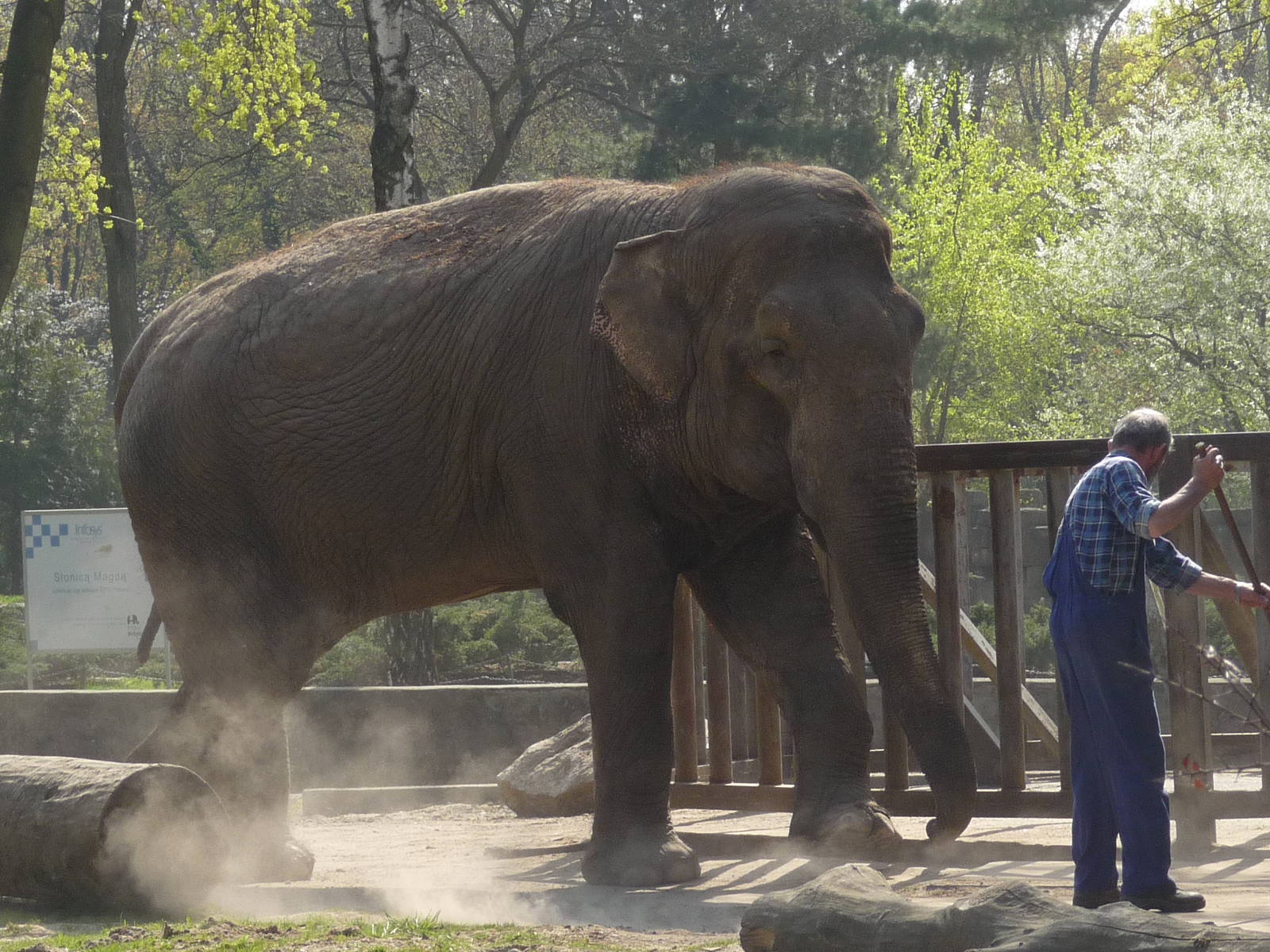Asian Elephant - female Magda