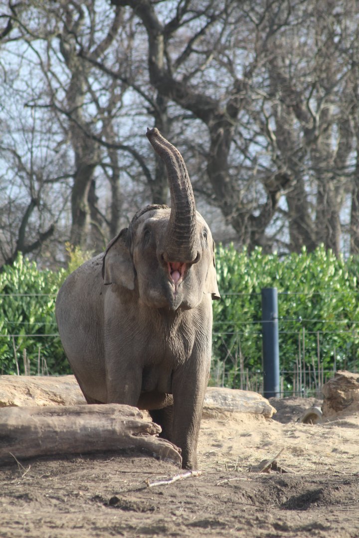 Asian elephant female