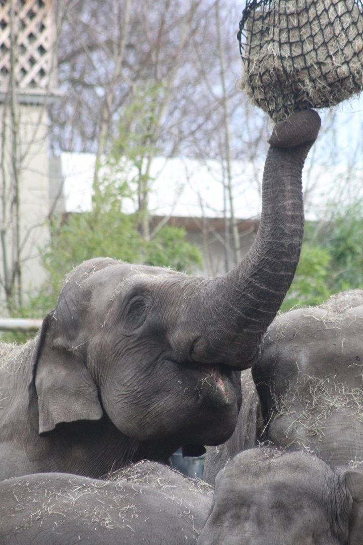 Asian elephant female