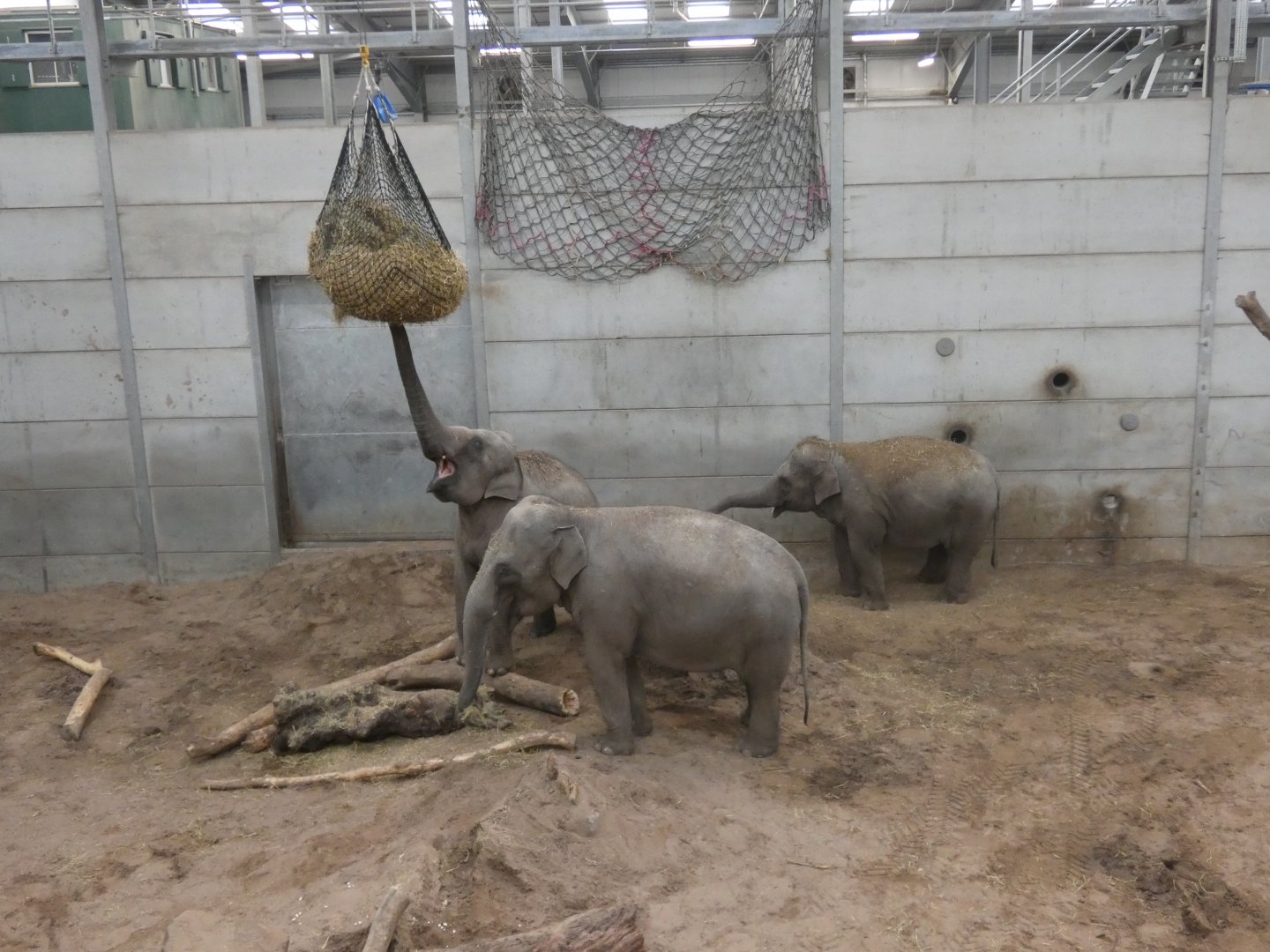 Asian elephant females