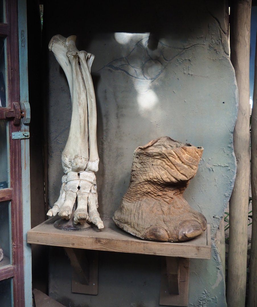 Asian elephant foot display, 2023-09-24