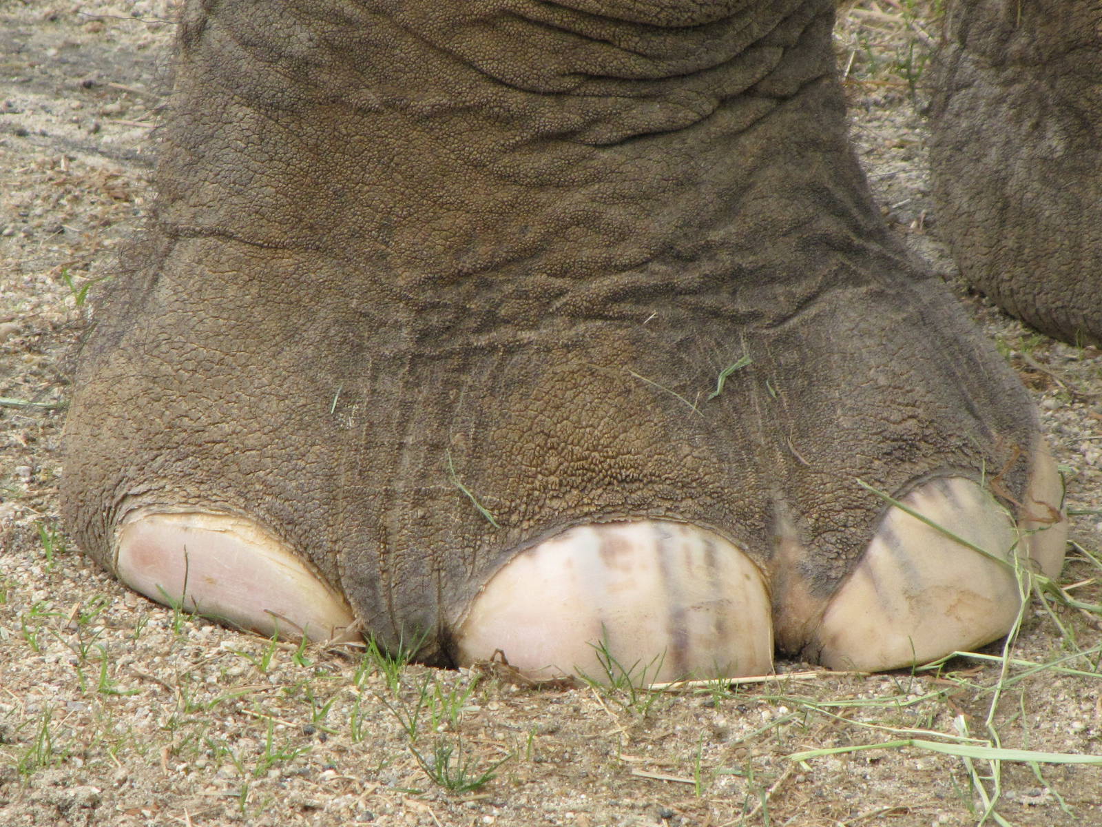 Asian Elephant Foot