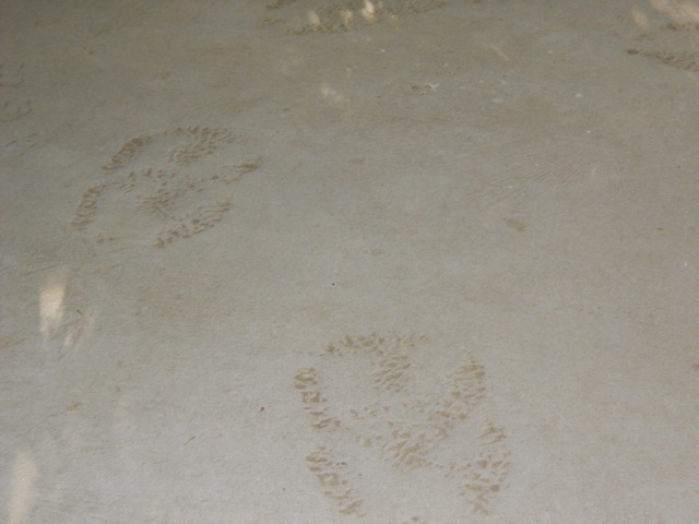 Asian elephant footprints on Sunda Trail