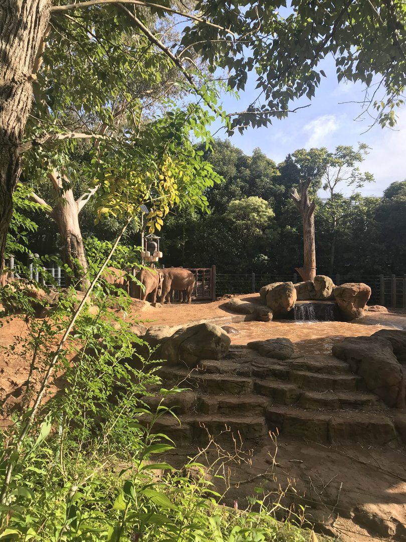 Asian Elephant Forest paddock