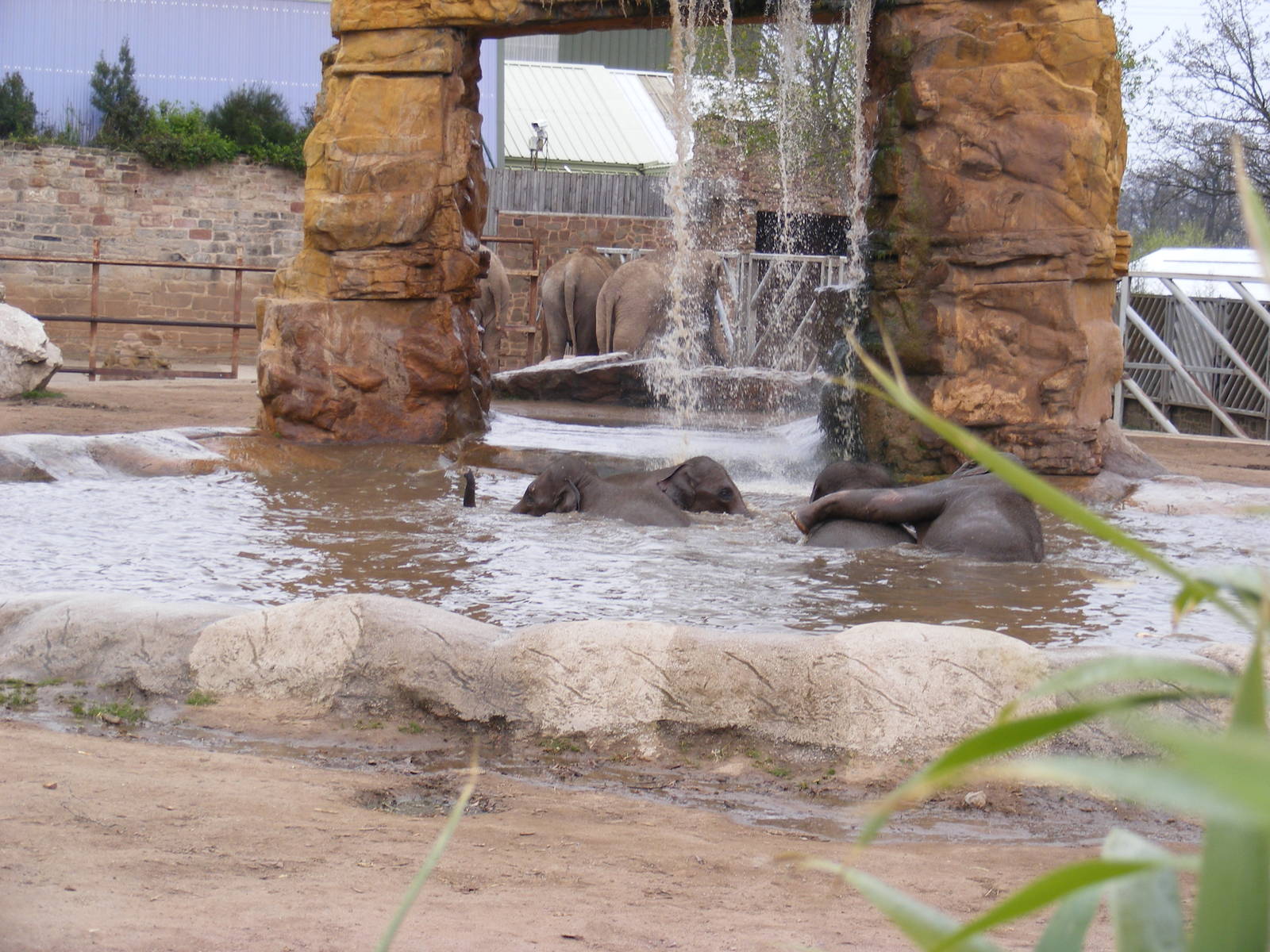 Asian Elephant frolics - 6 April 2009