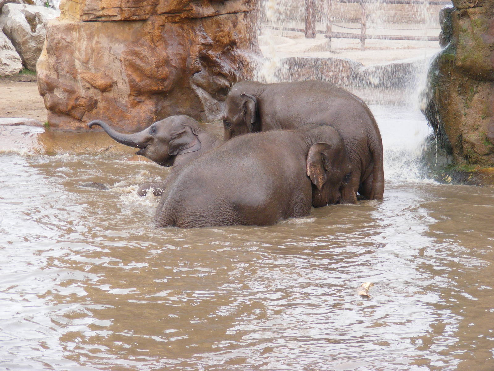 Asian Elephant frolics - 6 April 2009