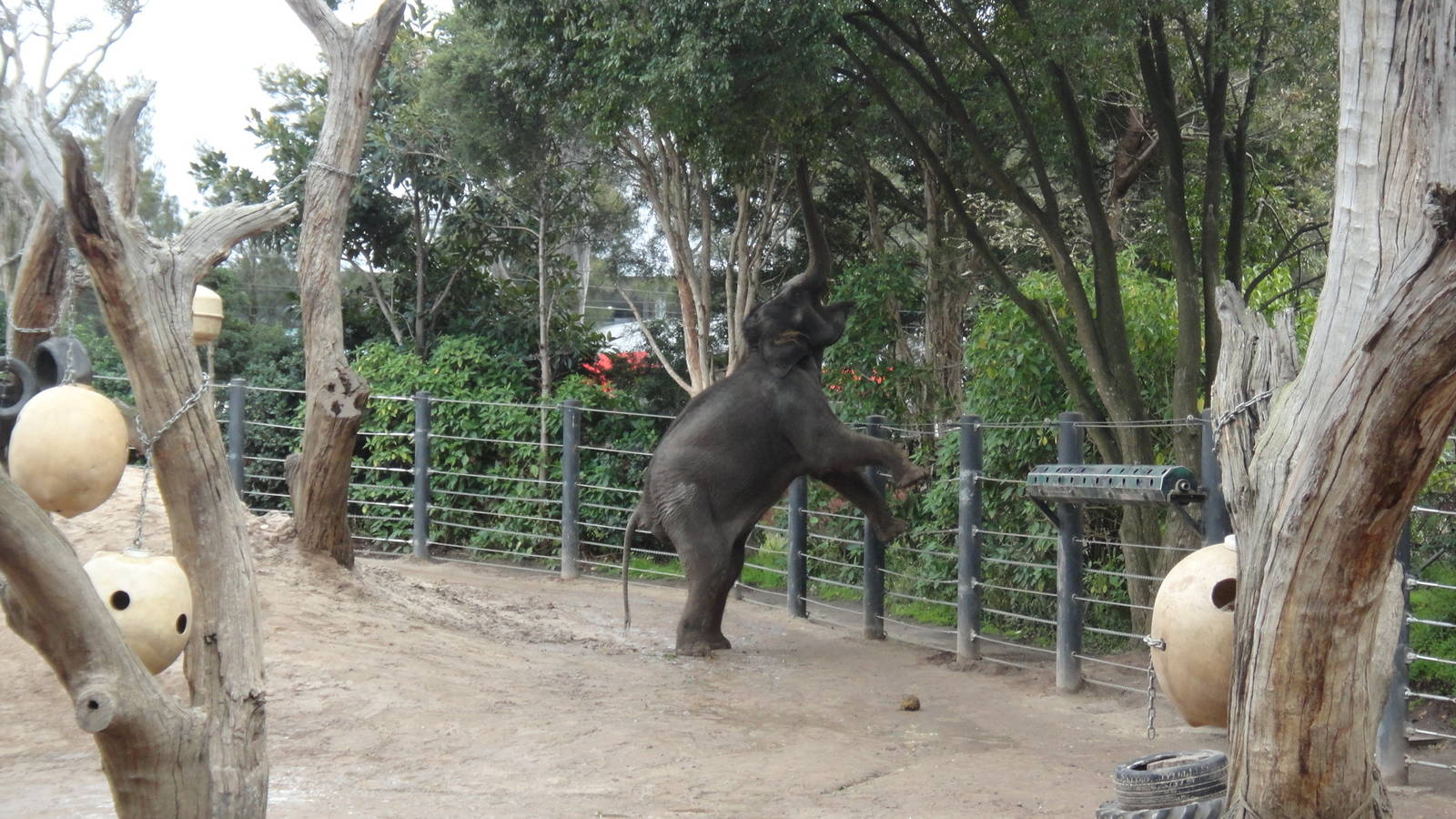 Asian Elephant Getting a Snack