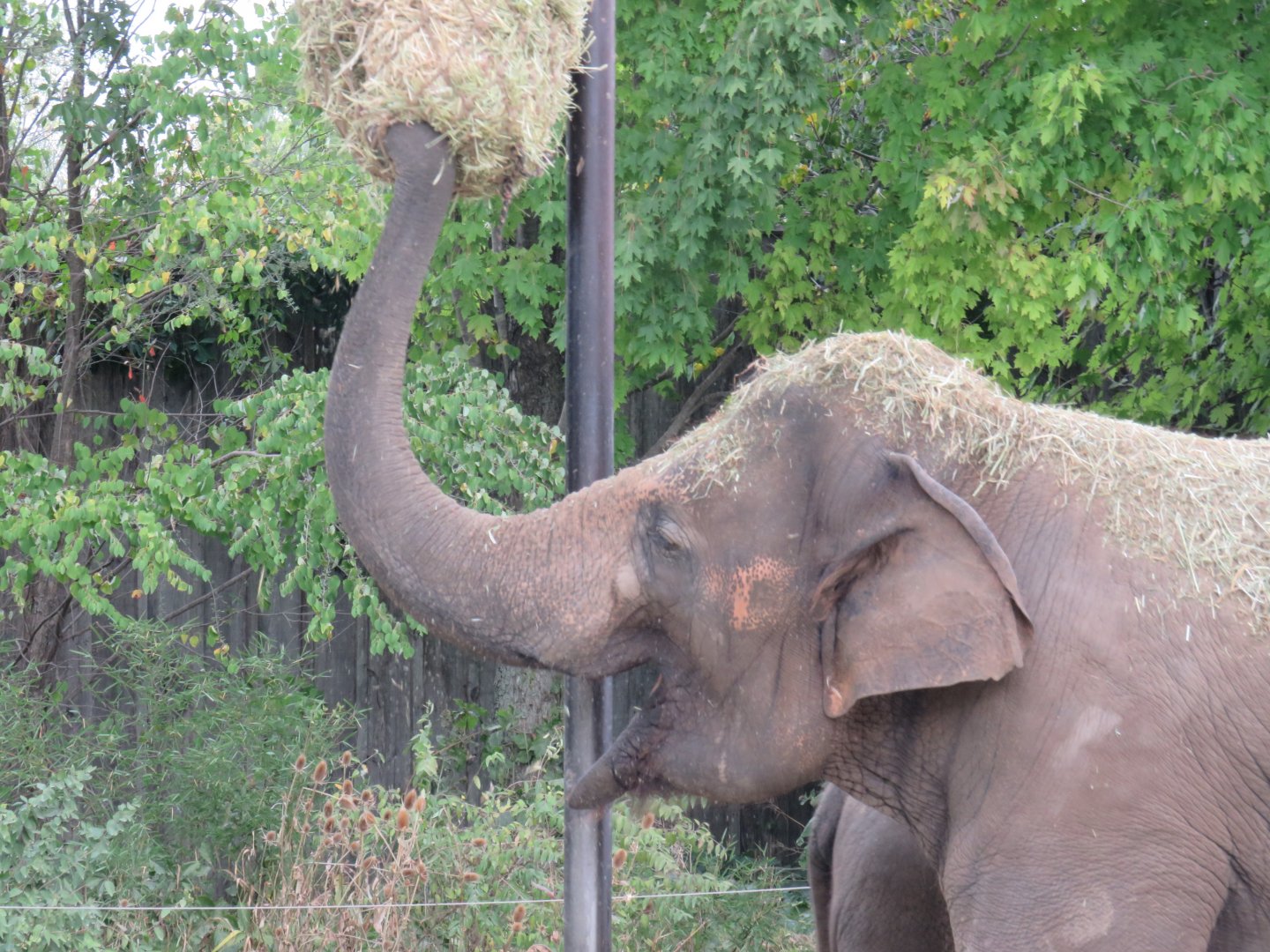 Asian elephant grabbing hay