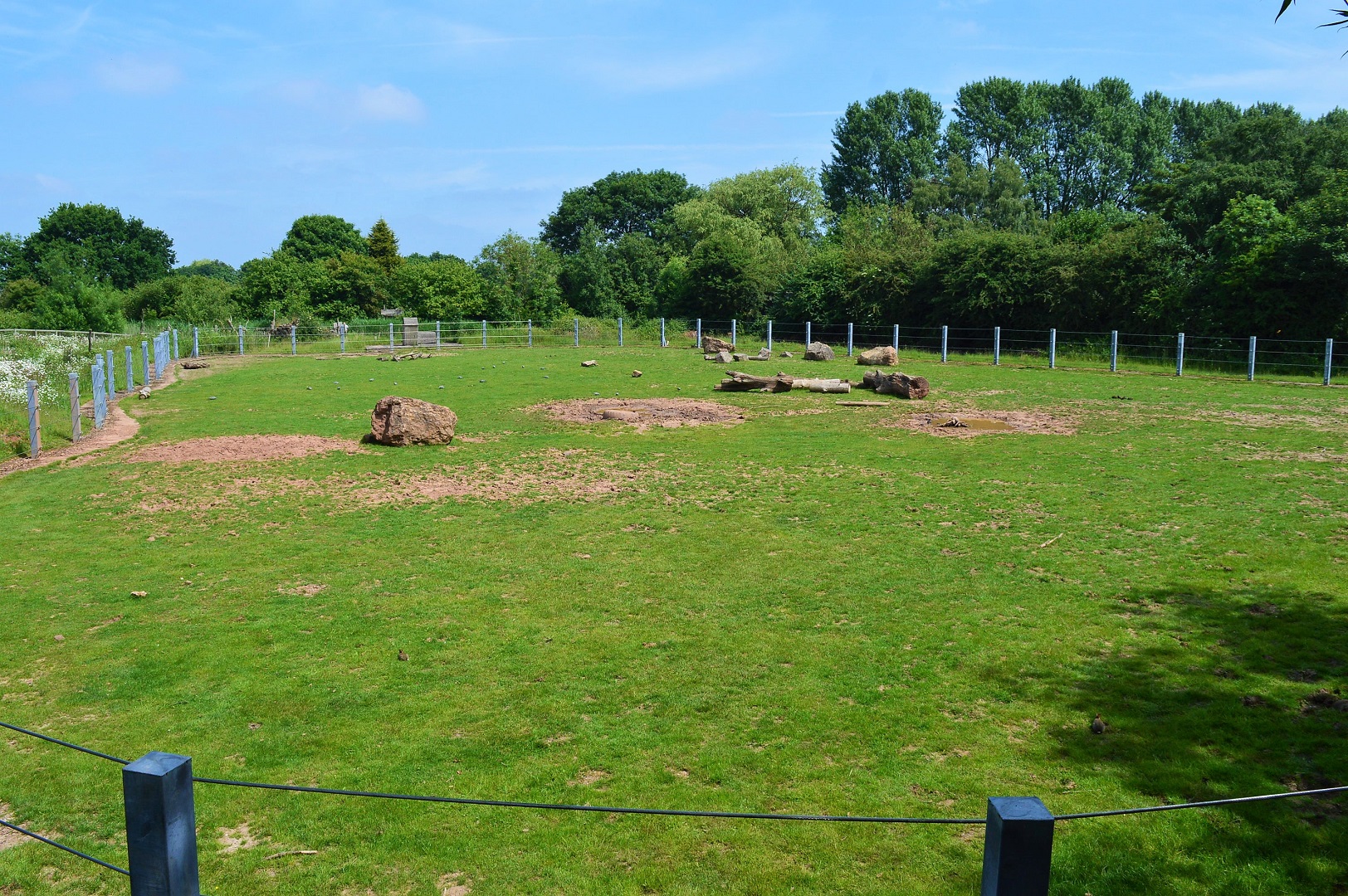 Asian elephant grass paddock