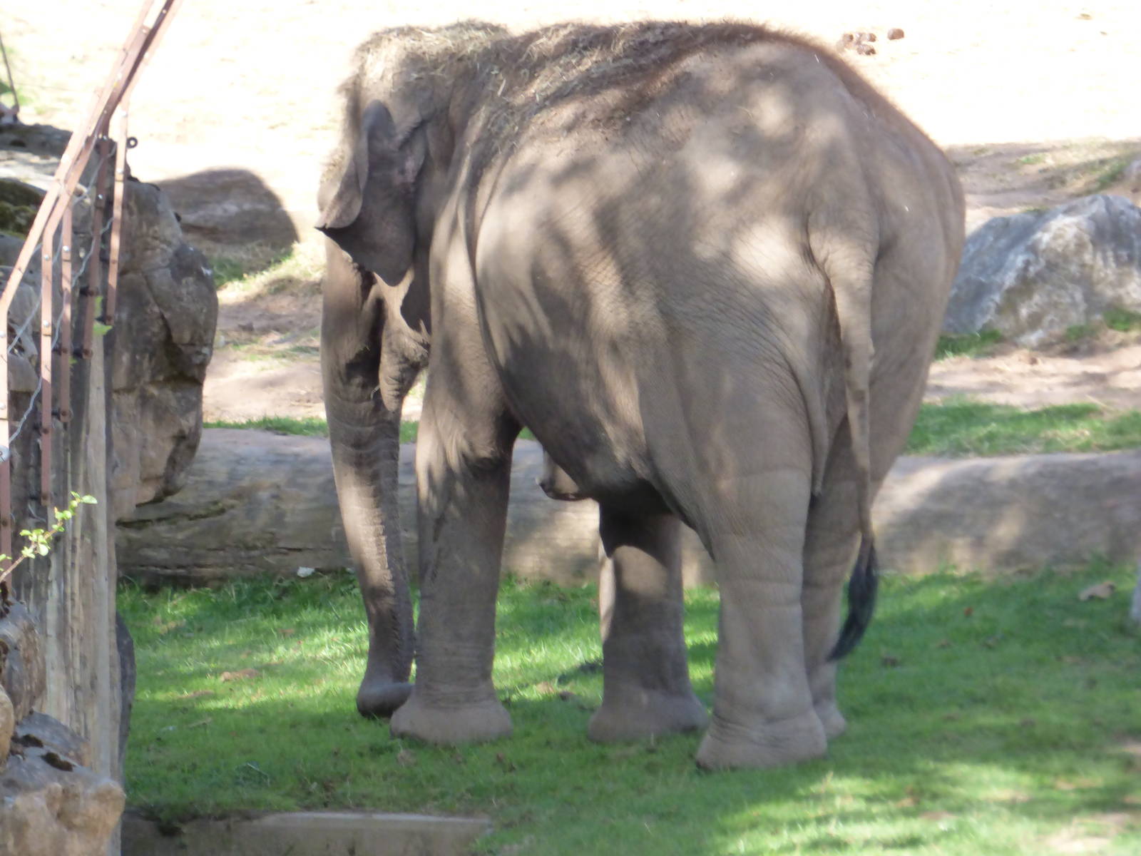 Asian Elephant grazing