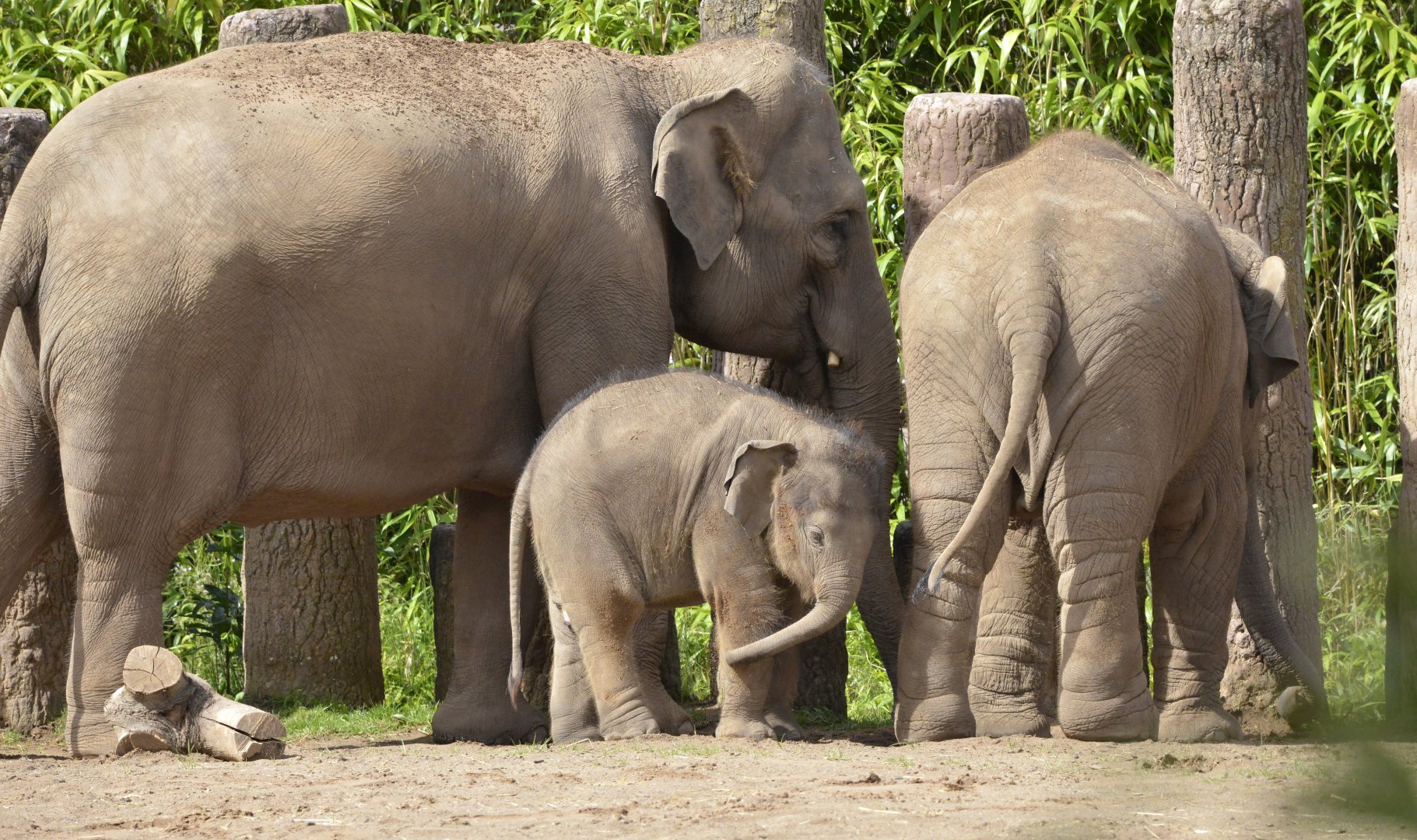Asian elephant group 2