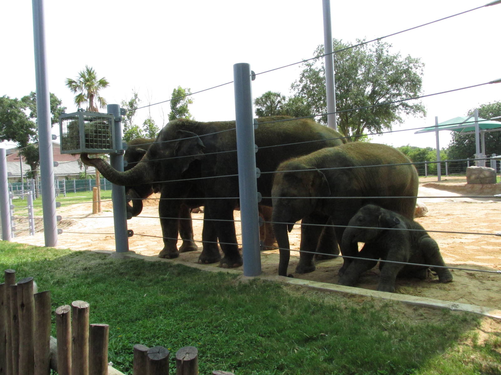 asian elephant group houston zoo