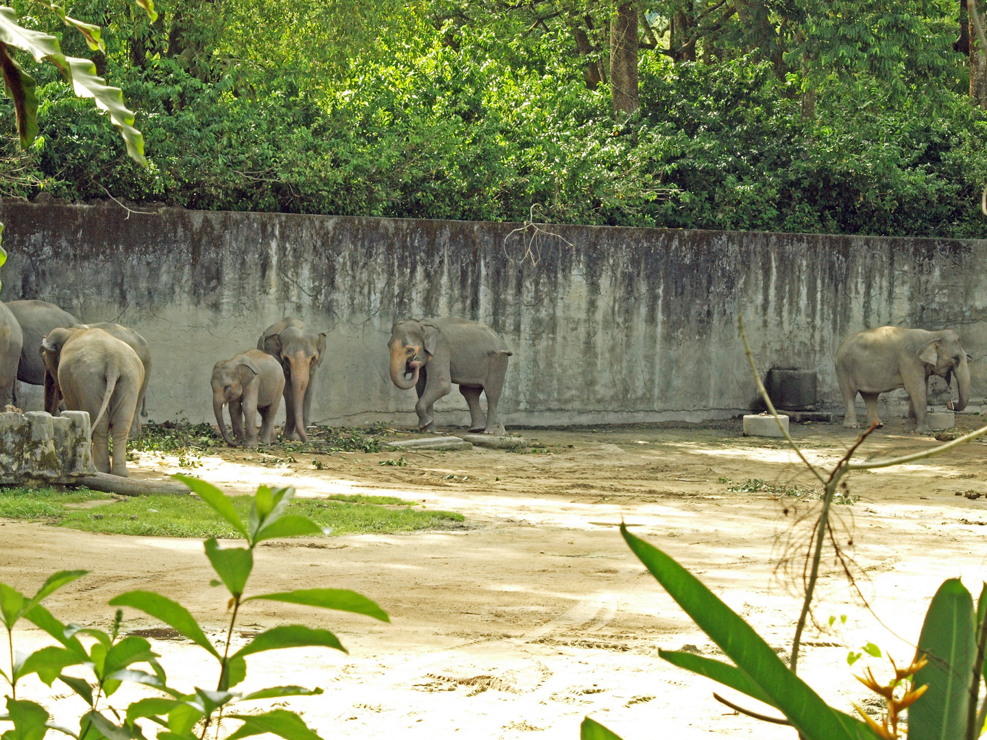 Asian elephant group