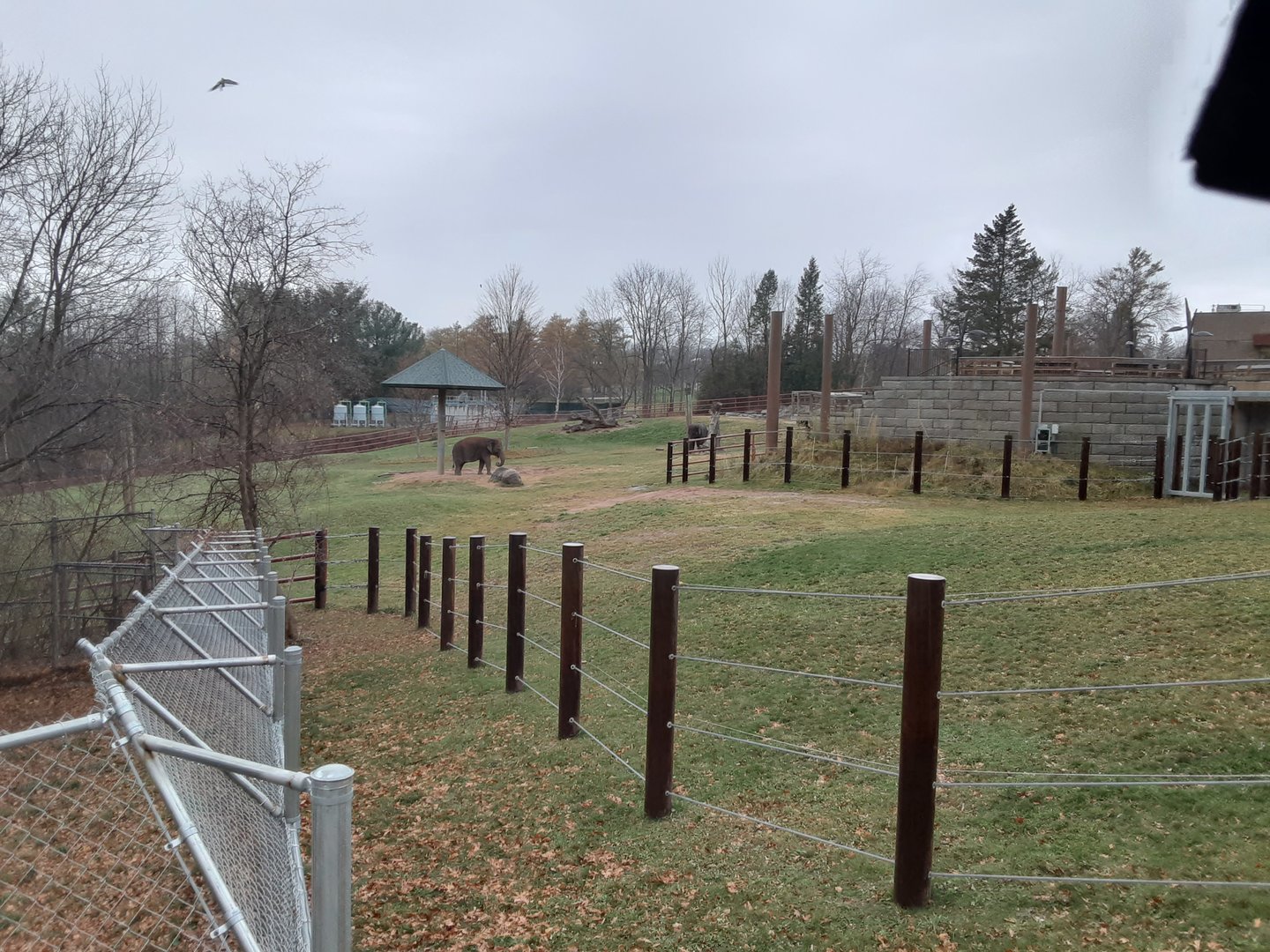 Asian Elephant Habitat- from red wolf viewing area