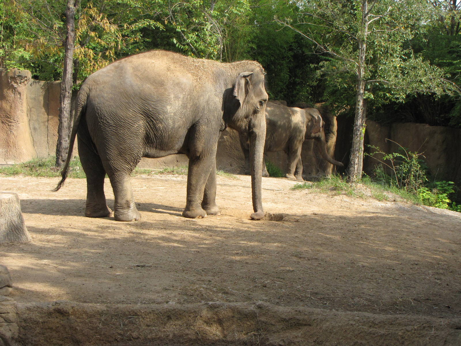 Asian Elephant Habitat - Rivers Edge