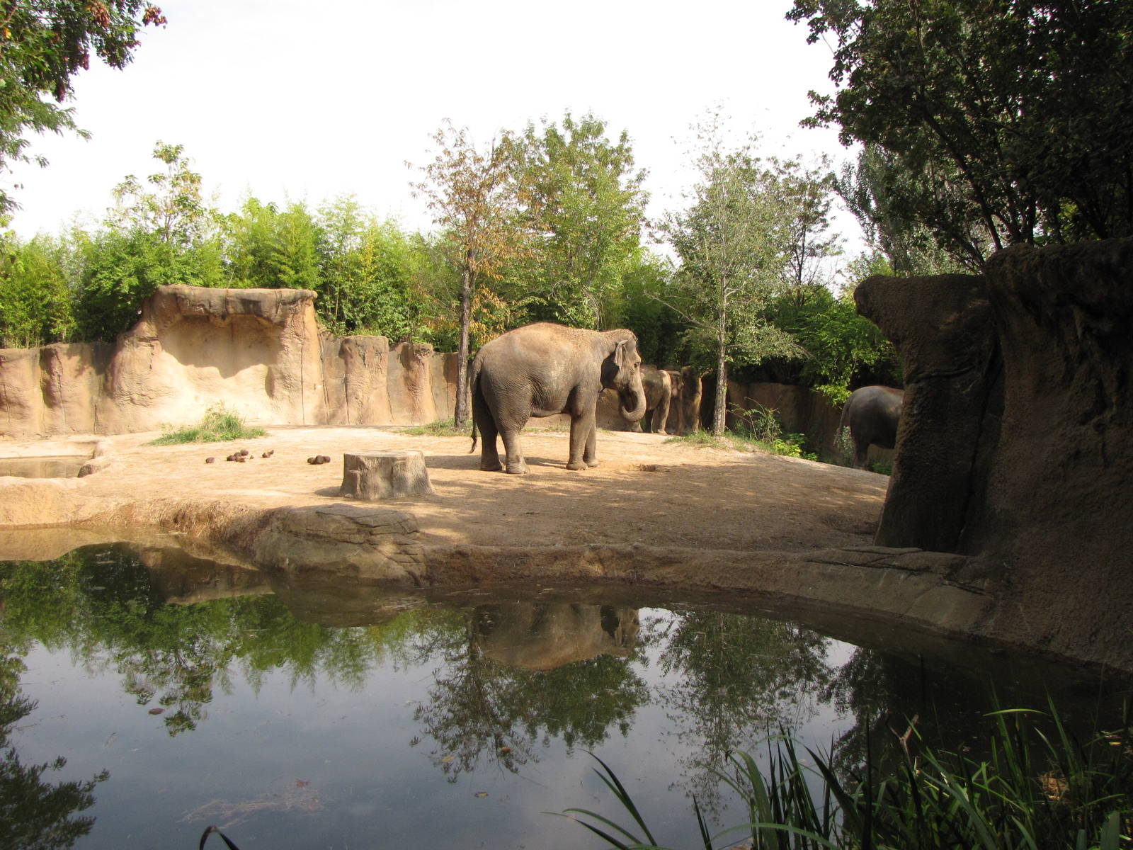 Asian Elephant Habitat - Rivers Edge