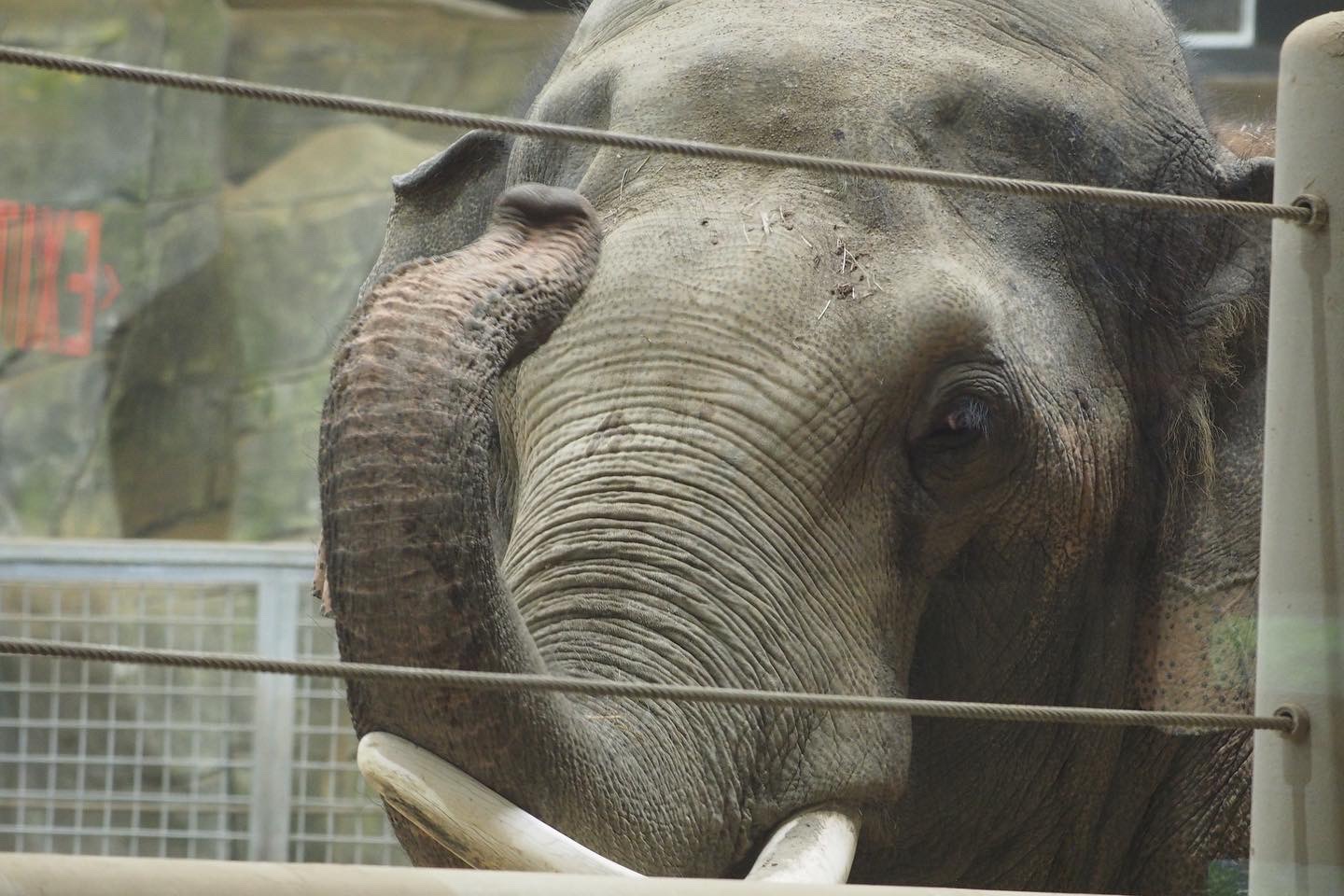 Asian elephant "Hank"