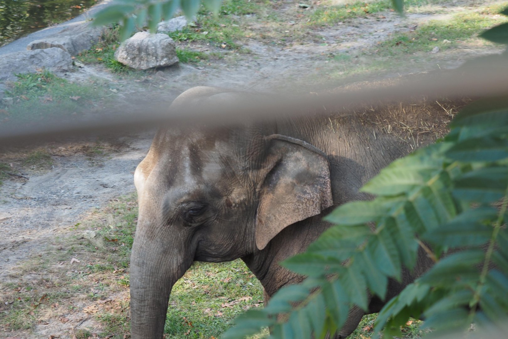Asian elephant "Happy"