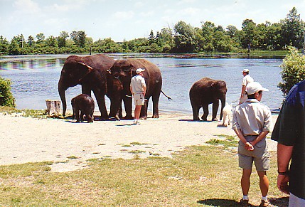 Asian elephant herd after swim African lion park Canda
