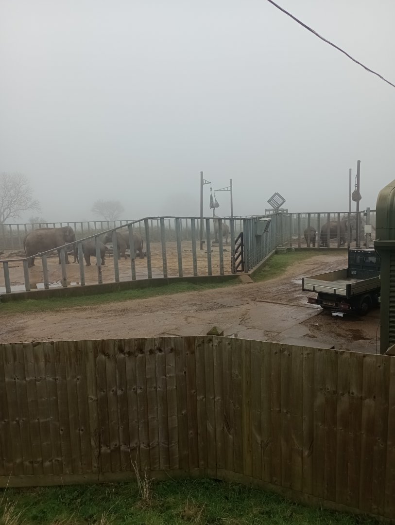 Asian elephant herd (all females)