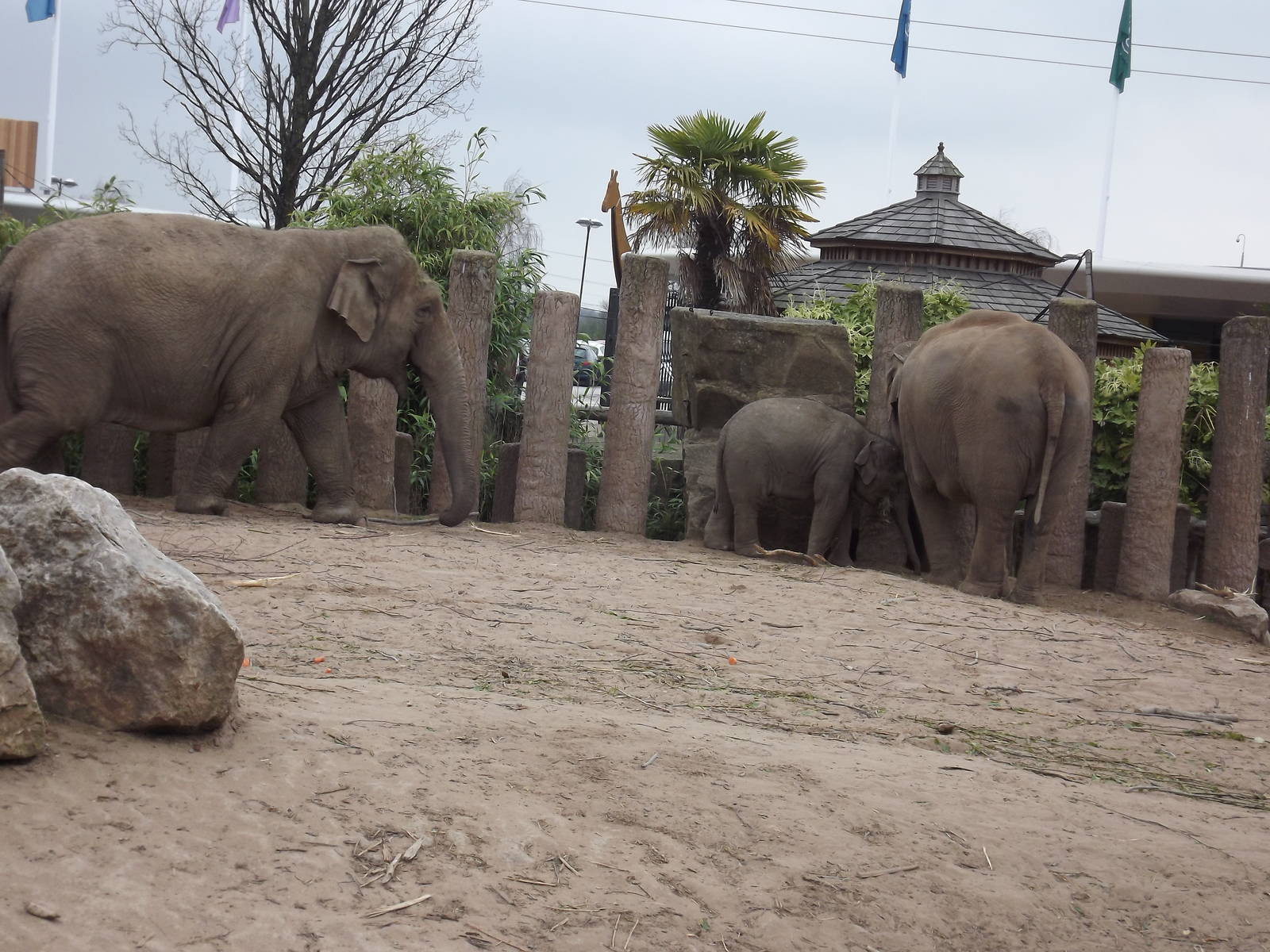 Asian Elephant herd at Chester Zoo 31/03/12