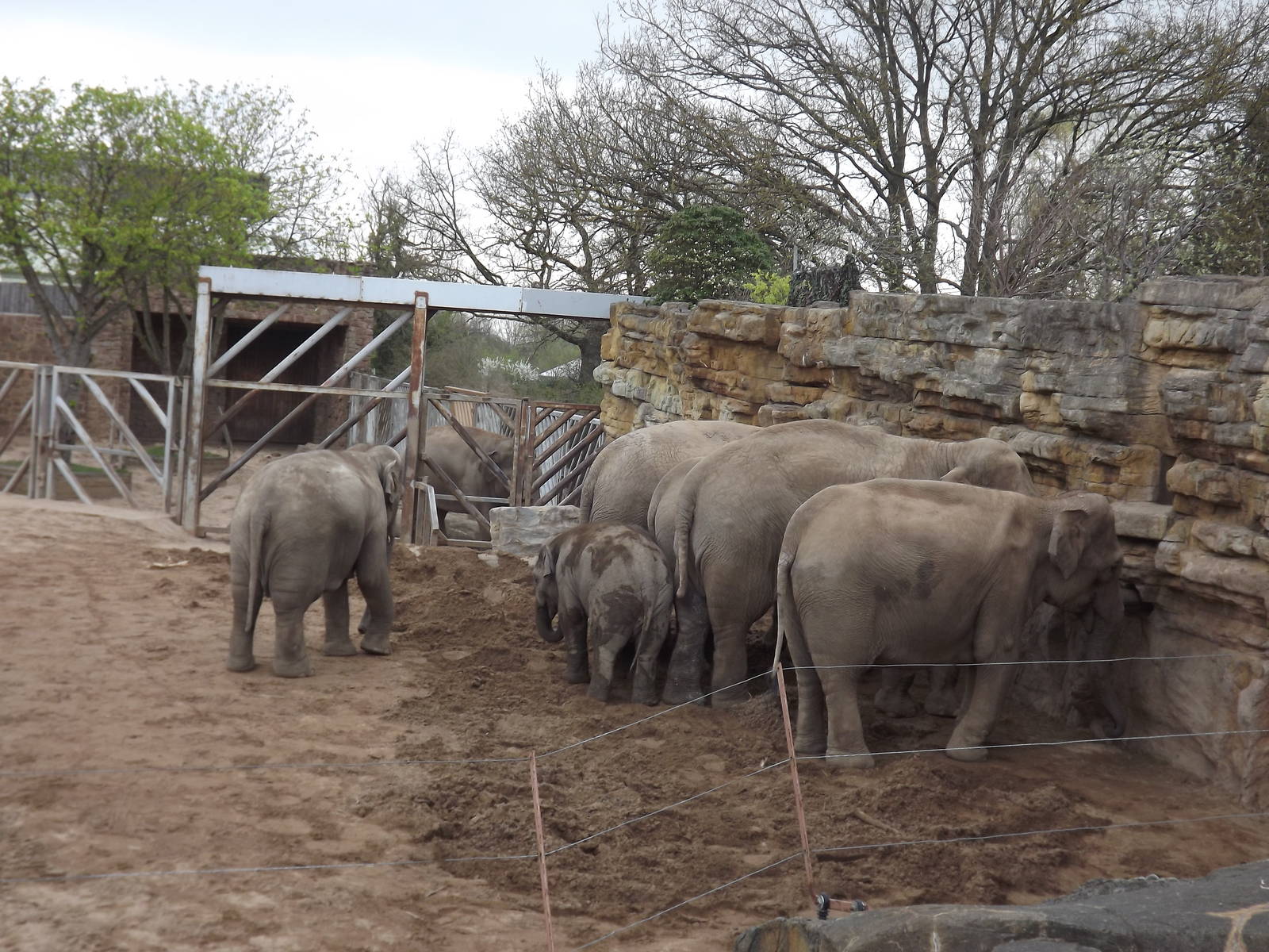 Asian Elephant herd at Chester Zoo 31/03/12