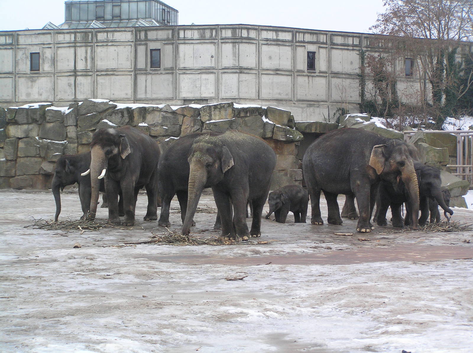 Asian elephant herd - Berlin tierpark 06