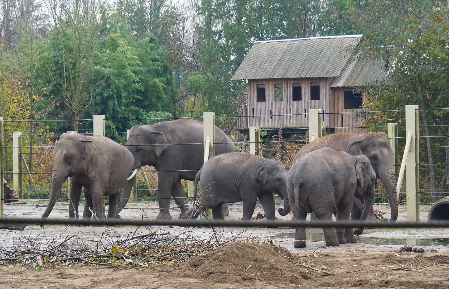 Asian elephant herd (Elephas maximus), 2021-11-23
