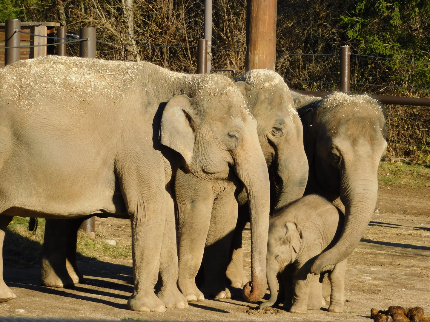 Asian Elephant Herd (Elephas maximus) December 2021