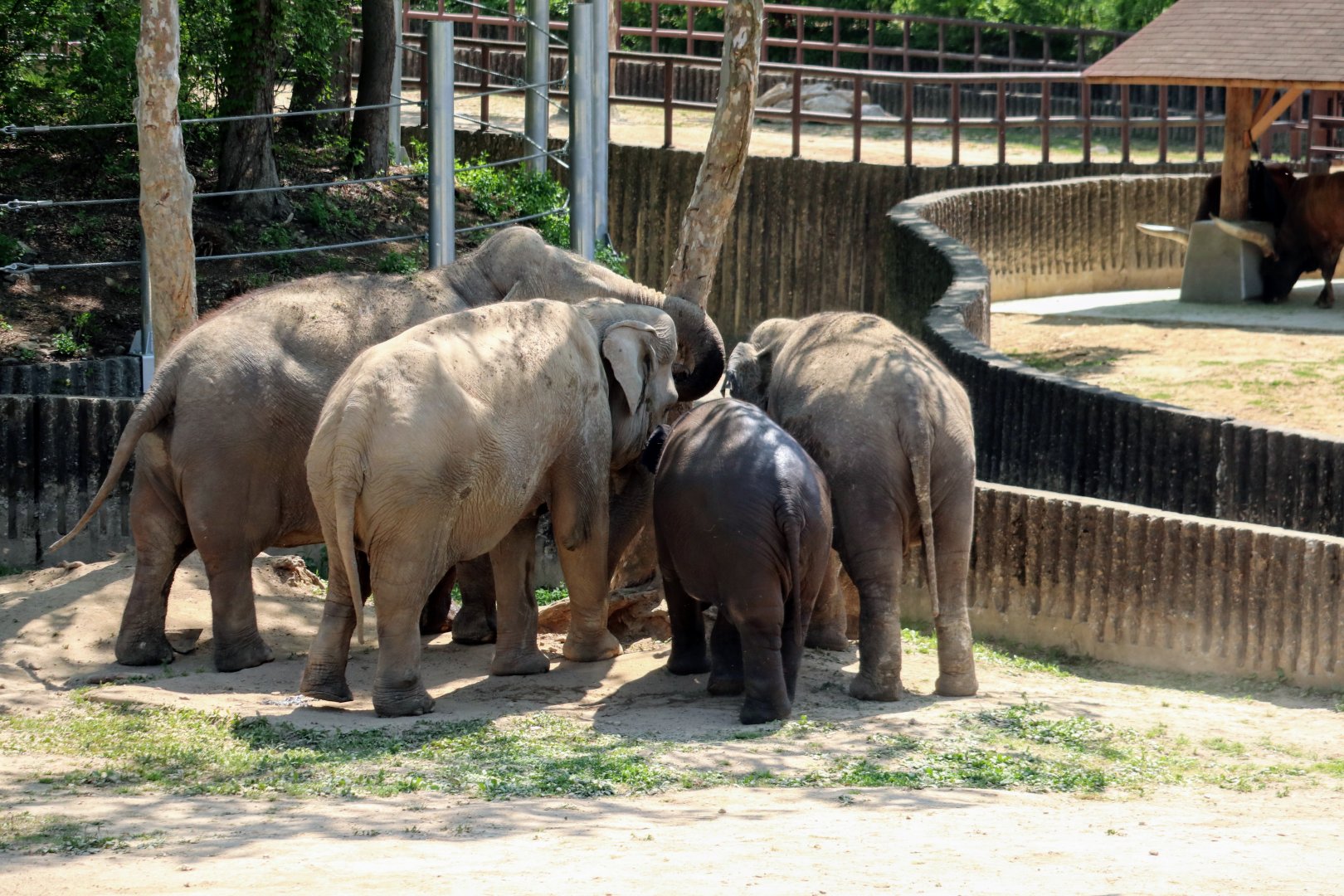 Asian Elephant herd gathered around