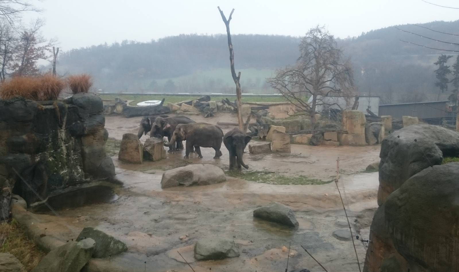 Asian elephant herd in outdoor enclosure