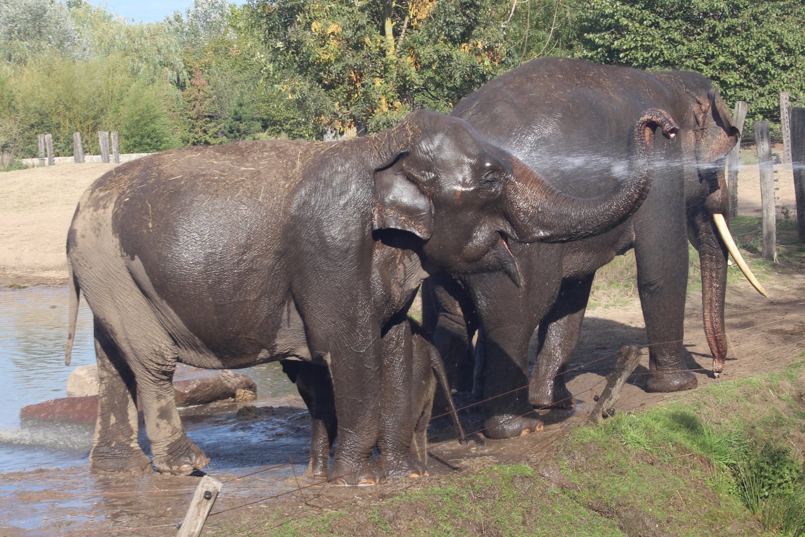 Asian Elephant herd, September 2018
