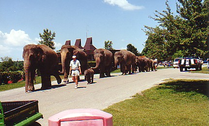 Asian elephant herd walking to lake for their daily swim @ African lionpark