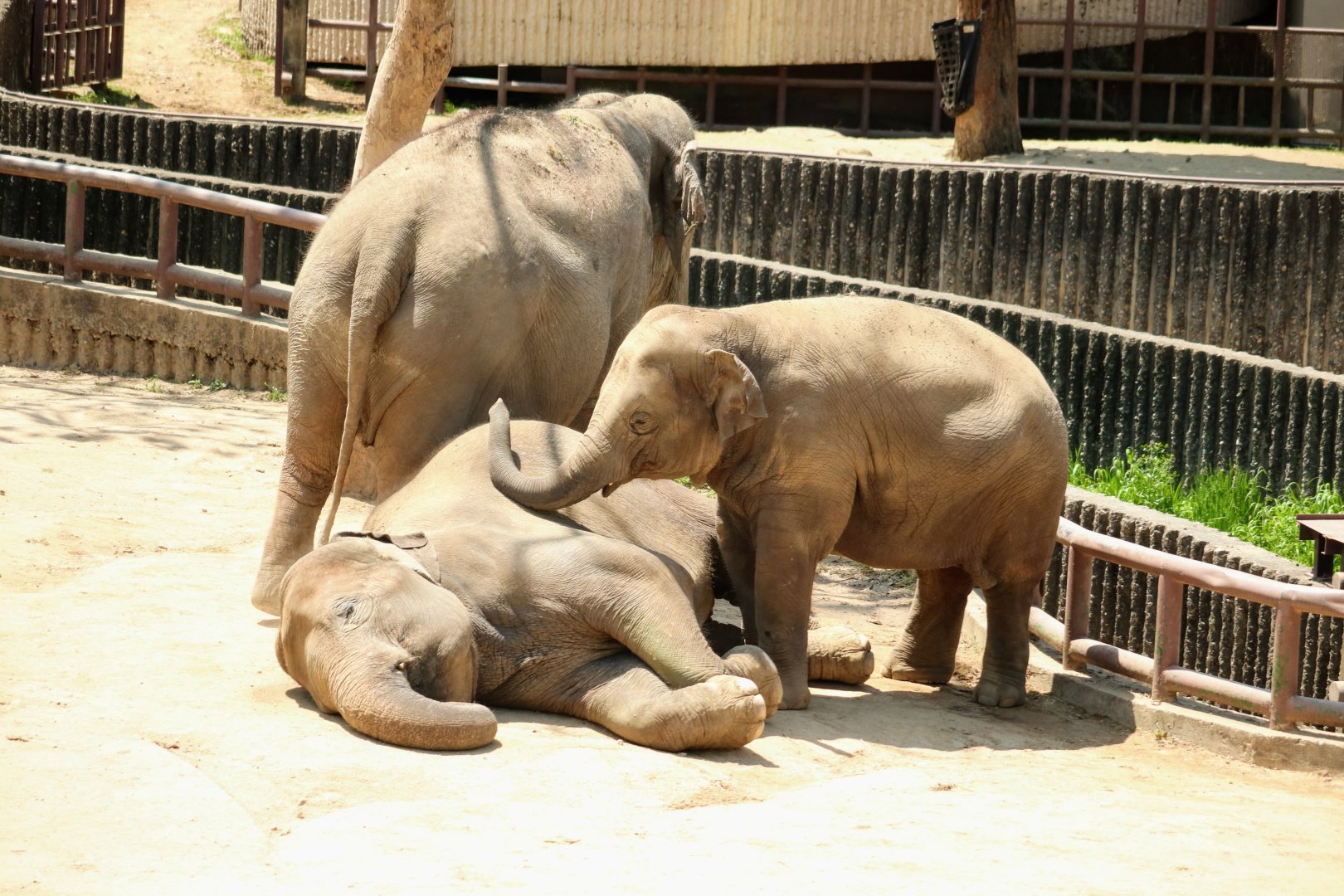 Asian Elephant herd, with the sleeping mother