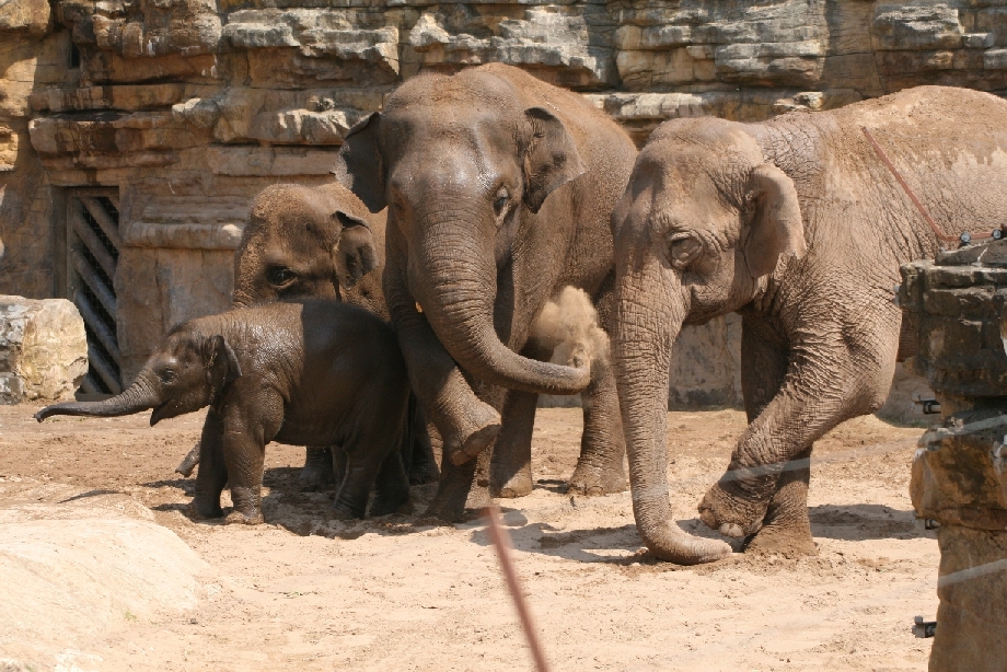 Asian elephant herd