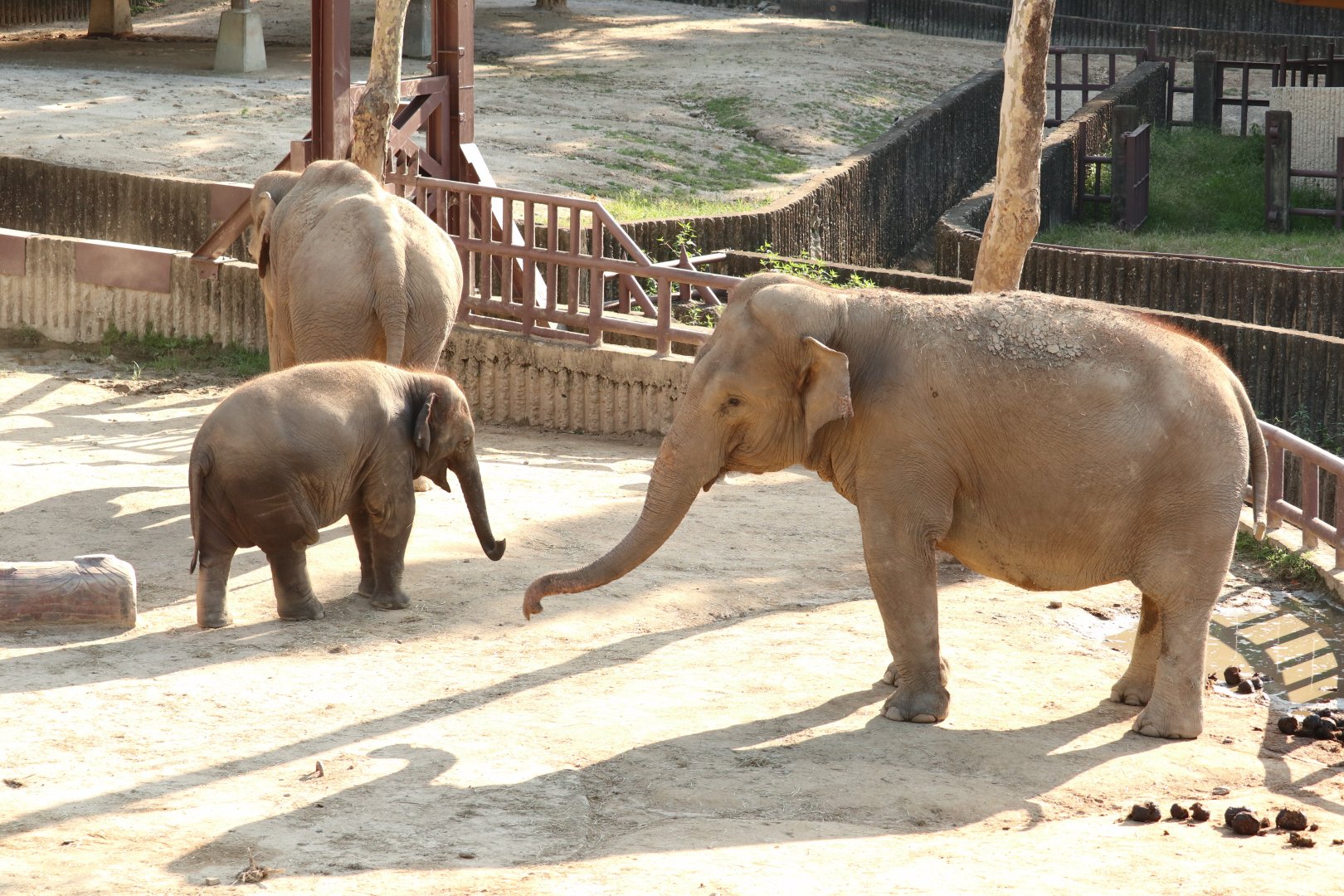 Asian Elephant Herd