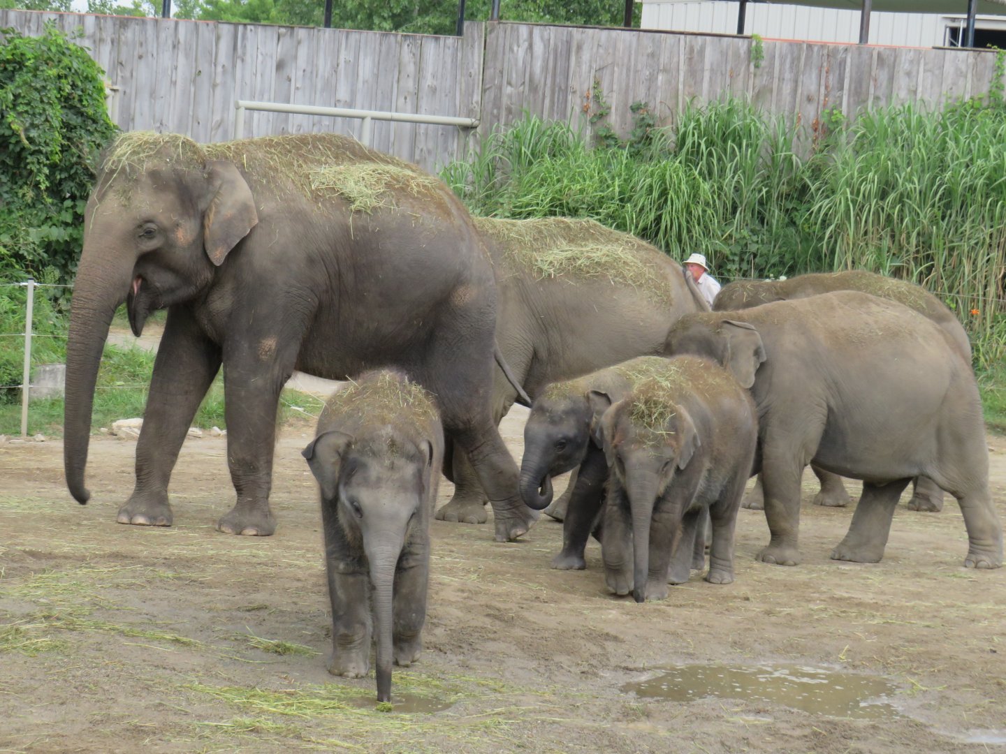 Asian elephant herd